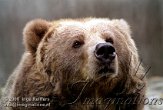 DGD3E063027 kodiakbeer / Ursus arctos middendorffi