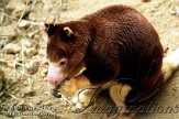 DGD4E063051 Matschieboomkangoeroe / Dendrolagus matschiei