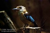 DGD5C063077 blauwvleugelkookaburra / Dacelo leachii