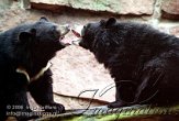 DBH2K060665 kraagbeer / Ursus thibetanus