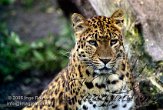 DTH2J051182 Noord-Chinese panter / Panthera pardus japonensis