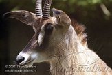 DEH2D073032 roanantilope / Hippotragus equinus
