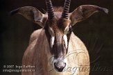 DEH2D073033 roanantilope / Hippotragus equinus