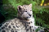 DZK0C052199 sneeuwpanter / Uncia uncia