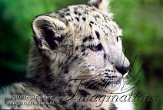 DZK0C052201 sneeuwpanter / Uncia uncia