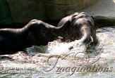 DZK6C052039 Aziatische olifant / Elephas maximus