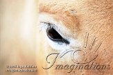 DZK7C052082 przewalskipaard / Equus ferus przewalskii