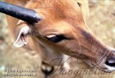 DZO2D063188 elandantilope / Taurotragus oryx