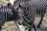 DZO2D063196 Grévyzebra / Equus grevyi