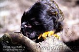 DZO2D063207 roodhandtamarin / Saguinus midas