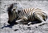 DNR2W040736 Chapmanzebra / Equus quagga chapmani