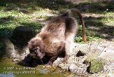 DNR1C073627 gelada / Theropithecus gelada