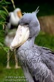 DZW1J051433 schoenbekooievaar / Balaeniceps rex