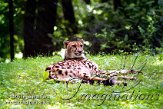 DZW2J051462 jachtluipaard / Acinonyx jubatus