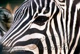 DZW6C051906 Grantzebra / Equus quagga boehmi
