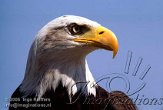 BB01K062198 Amerikaanse zeearend / Haliaeetus leucocephalus