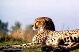 BB06K064036 jachtluipaard / Acinonyx jubatus