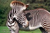 BB07K064073 Grévyzebra / Equus grevyi