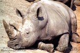 BB03K070804 witte neushoorn / Ceratotherium simum