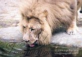 BZ03E040582 Afrikaanse leeuw / Panthera leo