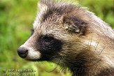 DE01D073439 wasbeerhond / Nyctereutes procyonoides