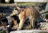 OD02C040204 Siberische tijger / Panthera tigris altaica