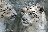 ASZ01086268 sneeuwpanter /Panthera uncia