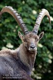 ASZ01086330 alpensteenbok / Capra ibex