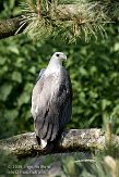 AZS01086541 witbuikzeearend / Haliaeetus leucogaster