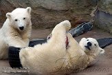AST01086642 ijsbeer / Ursus maritimus