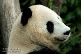 AST01086719 reuzenpanda / Ailuropoda melanoleuca