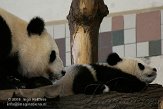 AST01086757 reuzenpanda / Ailuropoda melanoleuca