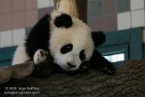 AST01086773 reuzenpanda / Ailuropoda melanoleuca