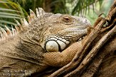 BZA01114835 groene leguaan / Iguana iguana