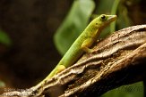 BZA01114840 Seychellenreuzendaggekko / Phelsuma sundbergi