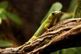 BZA01114842 Seychellenreuzendaggekko / Phelsuma sundbergi