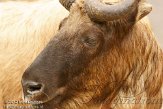 BZA01126171 Mishmi takin / Budorcas taxicolor taxicolor