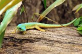 BZA01140200 Mertens daggekko / Phelsuma robertmertensi