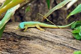 BZA01140201 Mertens daggekko / Phelsuma robertmertensi