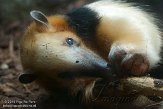 BZA02141116 zuidelijke tamandoea / Tamandua tetradactyla