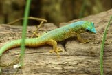 BZA01160821 Mertens daggekko / Phelsuma robertmertensi