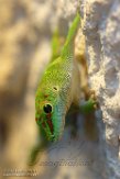 BZA01160850 Madagaskarreuzendaggekko / Phelsuma grandis