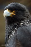 BZA01160877 Falklandcaracara / Phalcoboenus australis