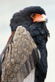 BZA01160889 bateleur / Terathopius ecaudatus