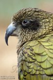 BZA01160902 kea / Nestor notabilis