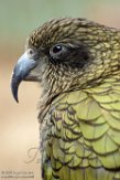 BZA01160902 kea / Nestor notabilis