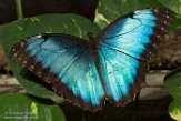 BZA01184210 blauwe morpho / Morpho peleides