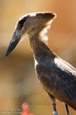 BZA01184269 hamerkop / Scopus umbretta