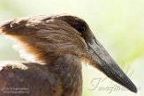 BZA01184276 hamerkop / Scopus umbretta