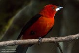 BZA01184304 rode tangare / Ramphocelus bresilia